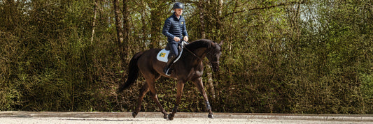 Equine Mobility: A Functional Perspective on Performance and Welfare through Nutrition