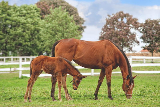 TRM Newborn Foal Tip Guide